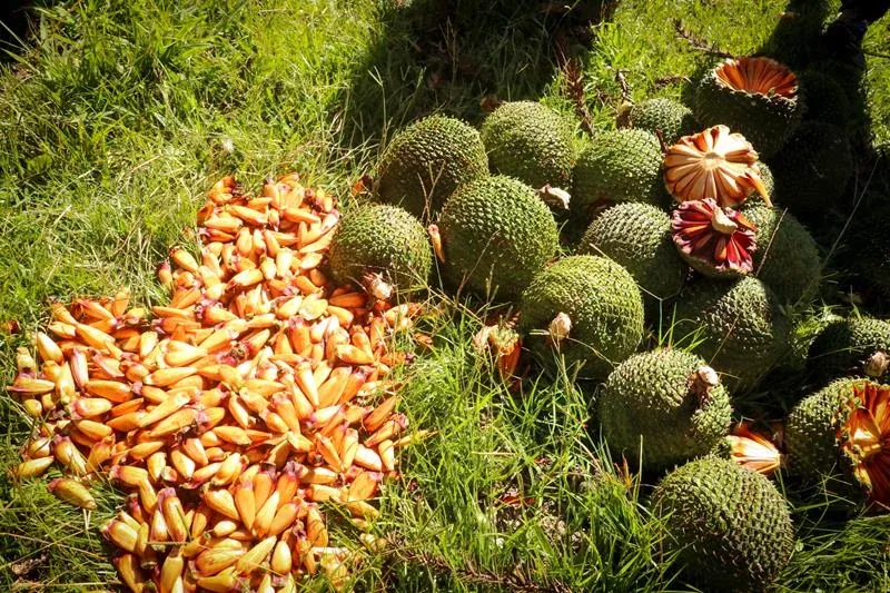 Pinhões e pinhas debulhadas sobre a grama