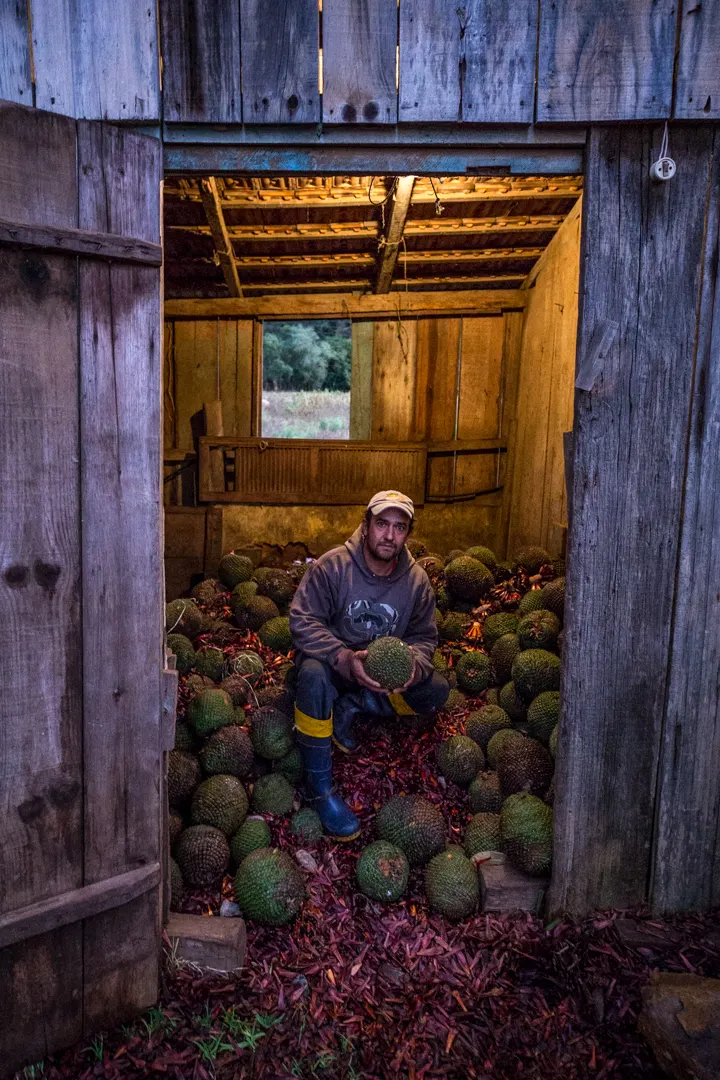 Jaison de Liz Rosa no galpão de armazenamento das pinhas em sua propriedade, localizada no município de Painel (SC). Foto: Fellipe Abreu/Mongabay