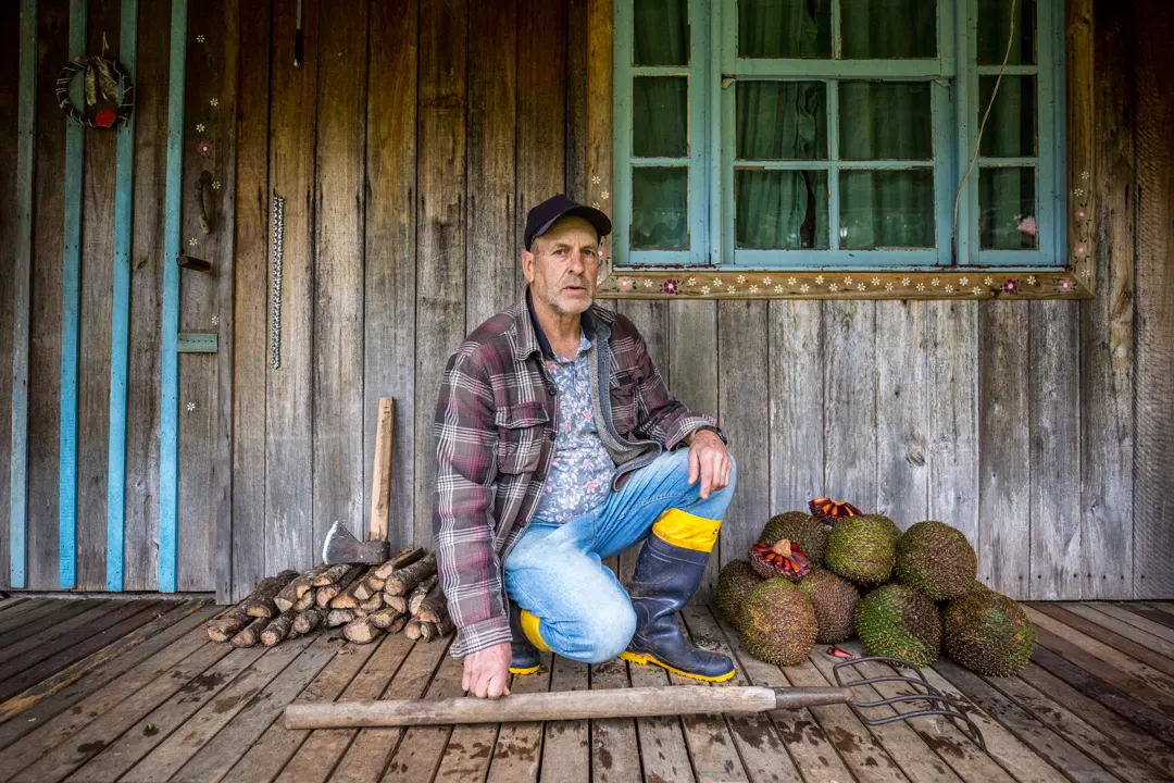 José Natalino Ribeiro, extrativista de pinhão , organiza pinhas e lenha para consumo doméstico na propriedade da família, em Urubici (SC). Foto: Fellipe Abreu/Mongabay