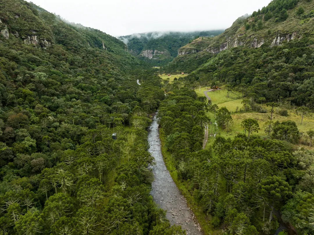 Floresta de araucárias no município de Urubici (SC). Foto: Fellipe Abreu/Mongabay