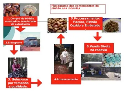 Figura 21. Fluxograma dos comerciantes de pinhão que atuam nas rodovias