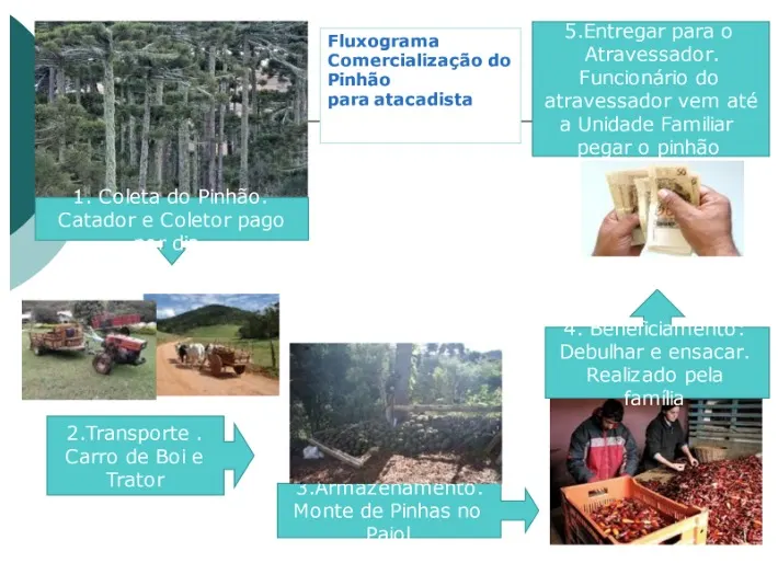 Figura 5. Fluxograma de extração e comercialização do pinhão em parceria