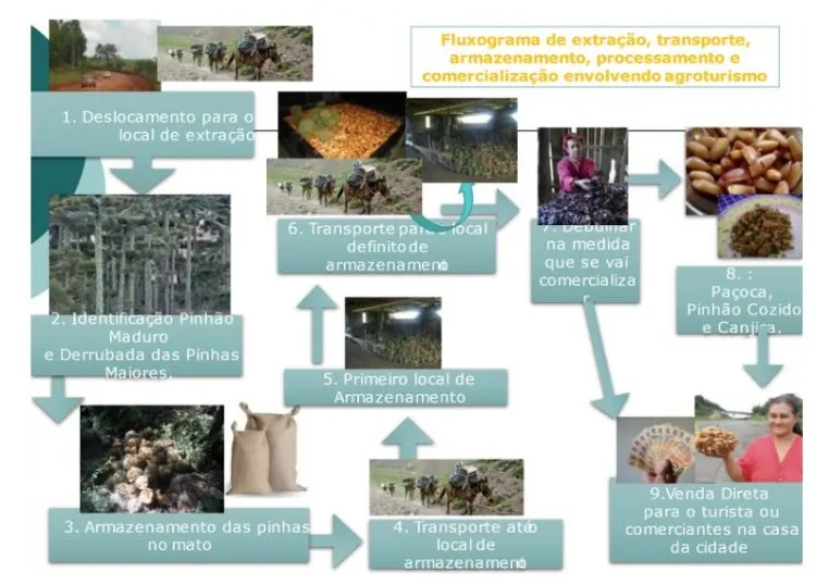 Figura 6. Fluxograma de extração, transporte, armazenamento, processamento e comercialização envolvendo agroturismo.