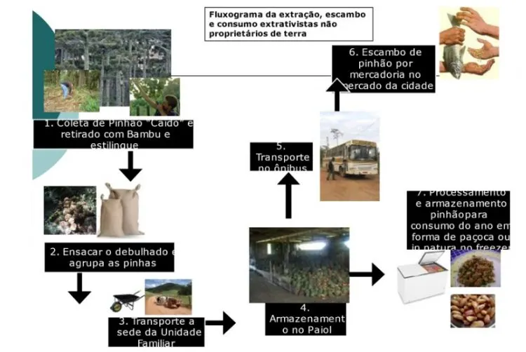 Figura 7. Fluxograma de extração, escambo ou venda, consumo dos extrativistas não proprietários