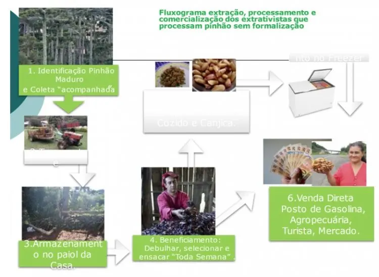 Figura 8. Fluxograma dos extrativistas que extraem, processam e comercializam pinhão sem formalização