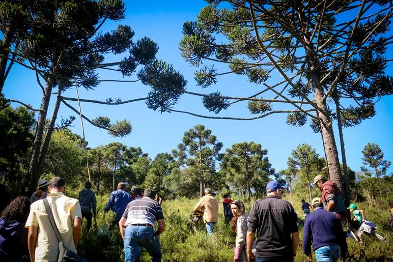 Foto da notícia “Festa da Colheita do Pinhão 2023 celebra atividade extrativista e a conservação pelo uso das Araucárias”