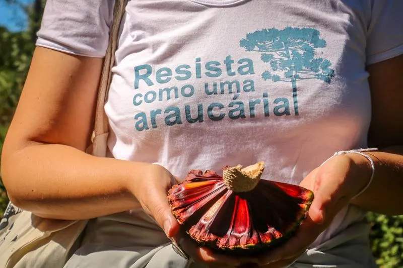 Foto da notícia “Festa da Colheita do Pinhão 2023 celebra atividade extrativista e a conservação pelo uso das Araucárias”