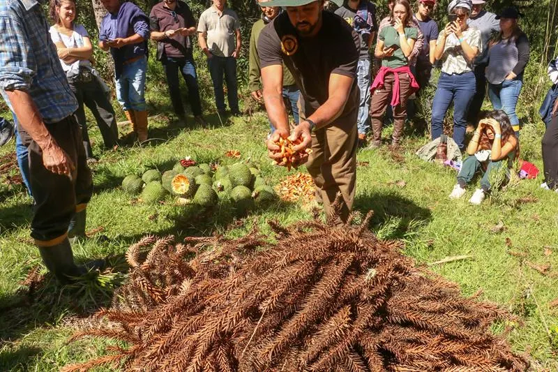 Foto da notícia “Festa da Colheita do Pinhão 2023 celebra atividade extrativista e a conservação pelo uso das Araucárias”