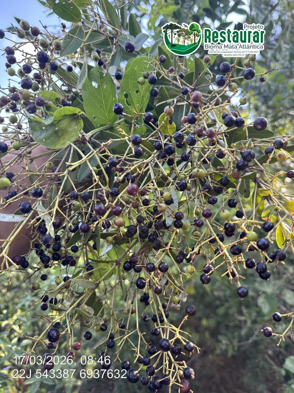 Foto da notícia “Parceria com produtores fortalece ações do Projeto Restaurar no viveiro do Centro Vianei”