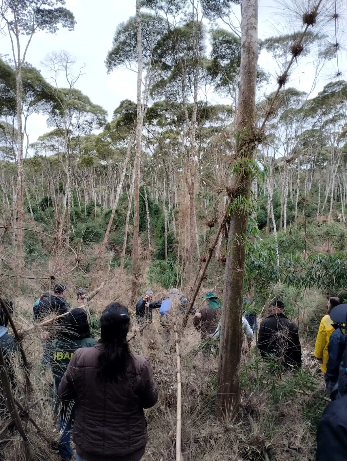 Foto da notícia “Técnicos do Centro Vianei participam de seminário sobre manejo e controle de taquaras”