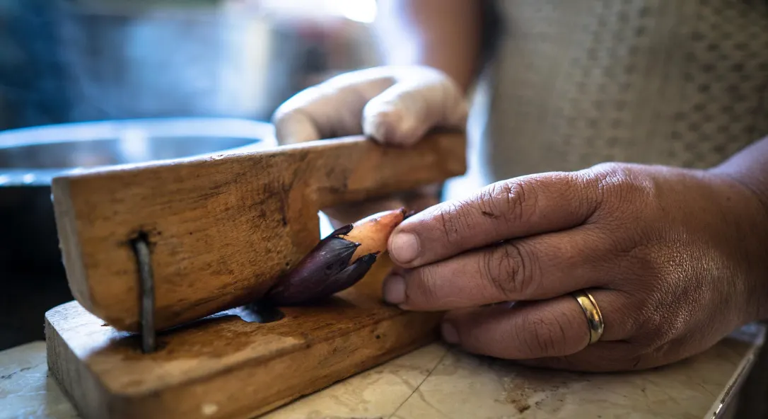 Mãos debulhando pinhão num instrumento de madeira