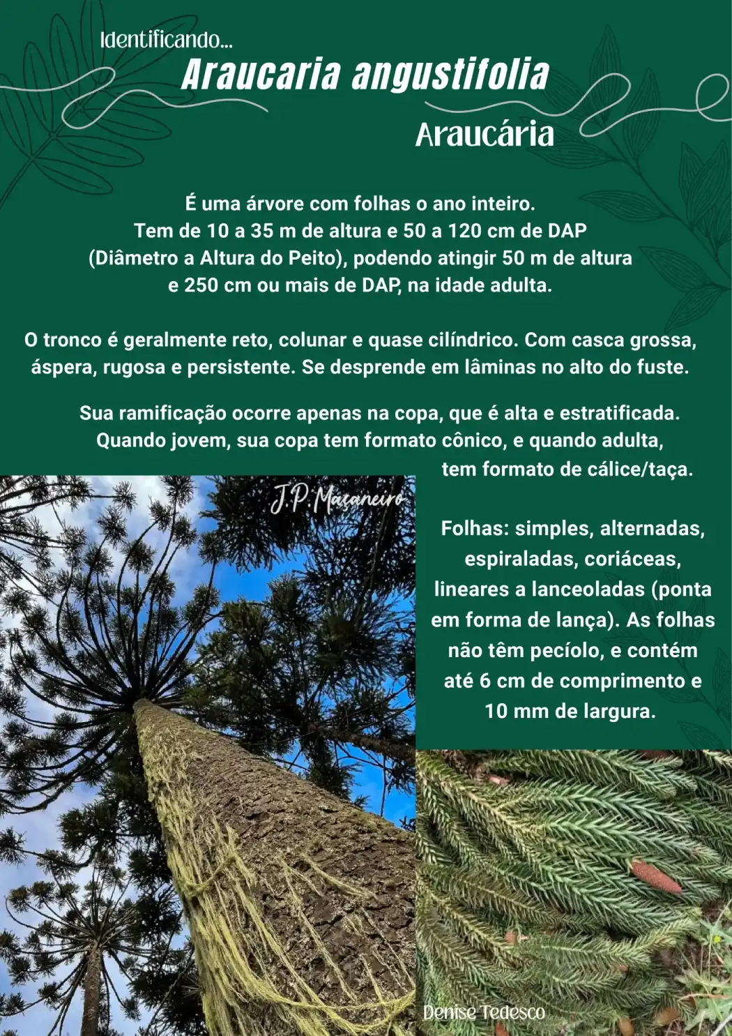 Página 1 da cartilha de identificação da araucária