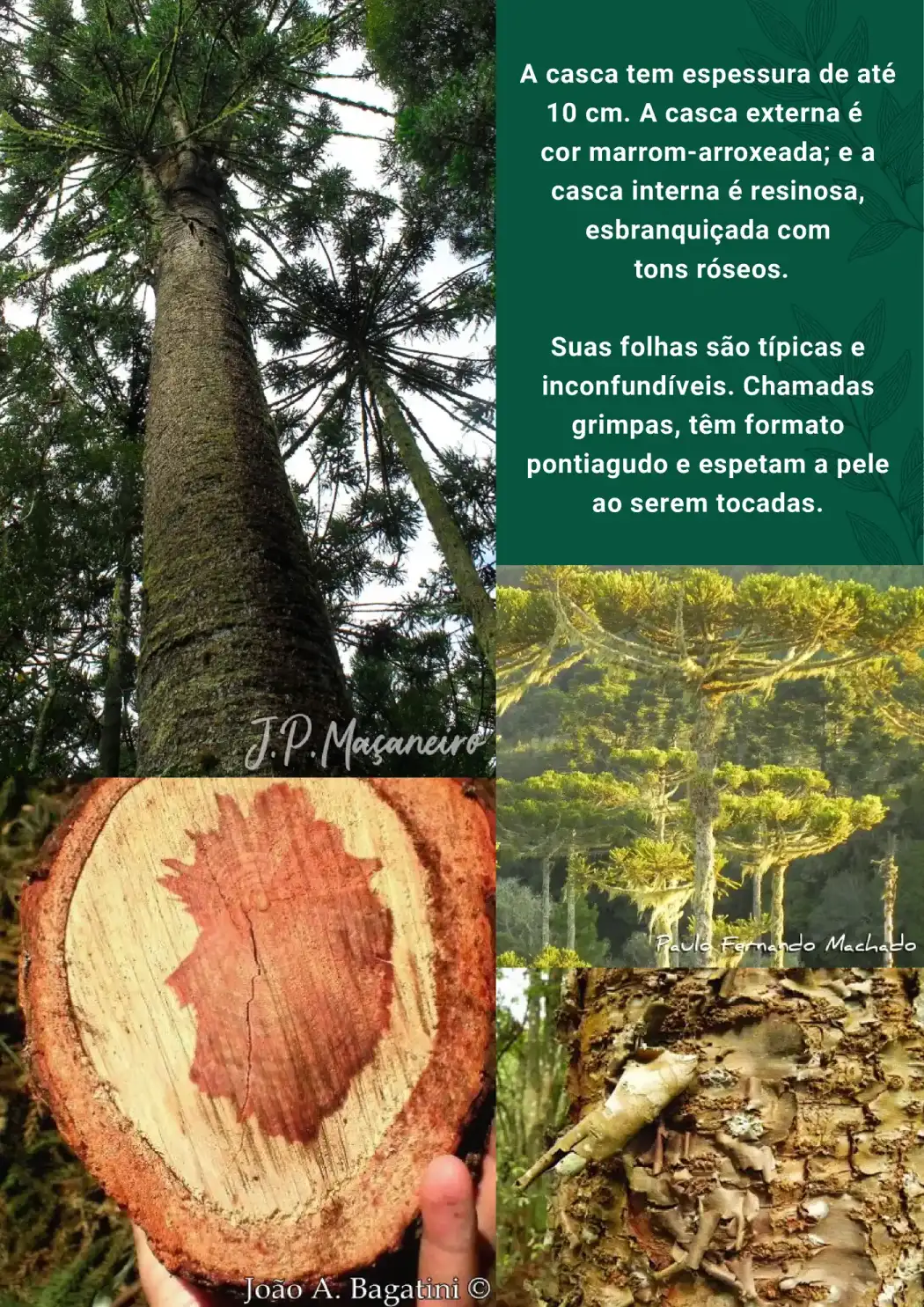 Página 2 da cartilha de identificação da araucária