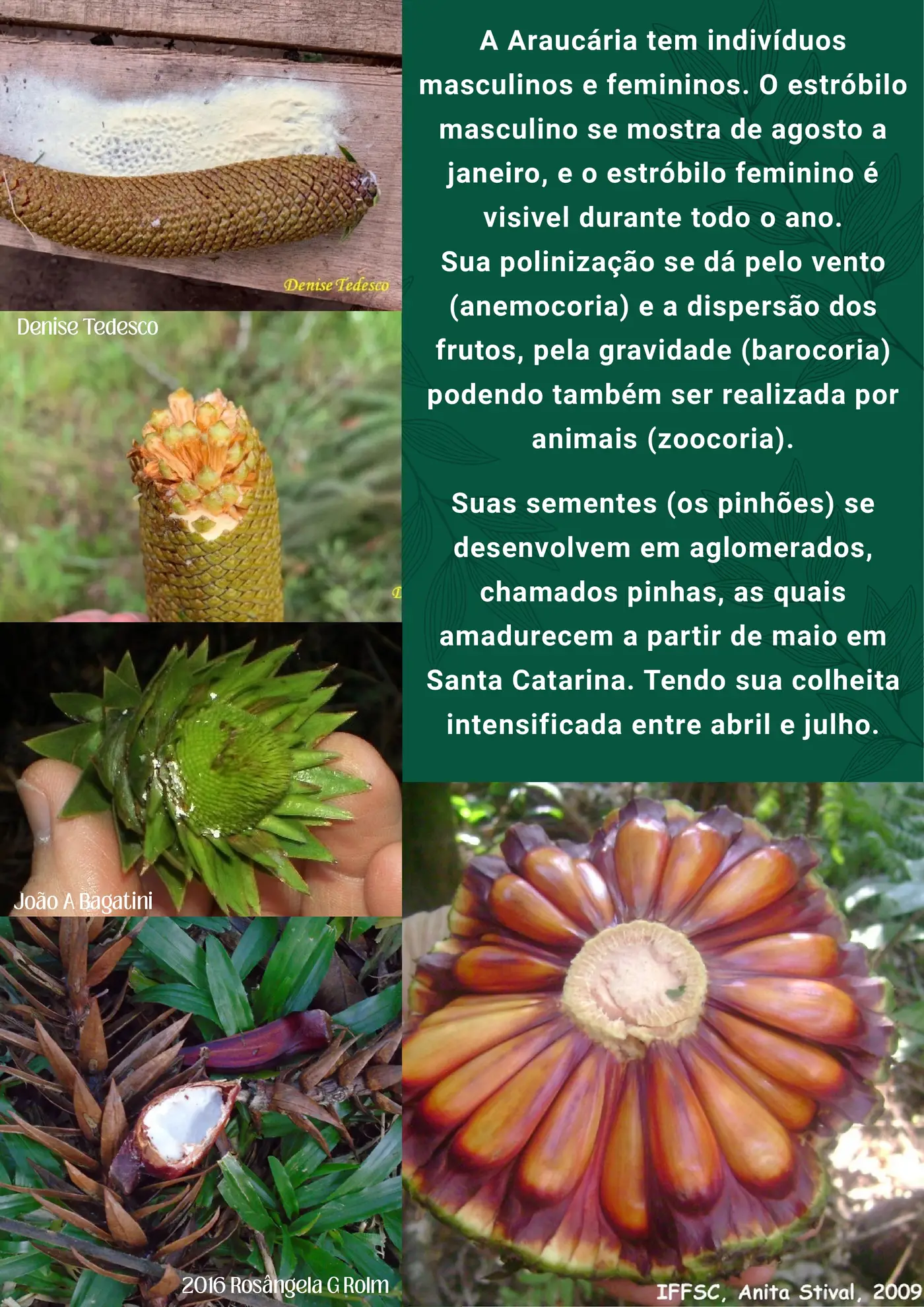 Página 3 da cartilha de identificação da araucária