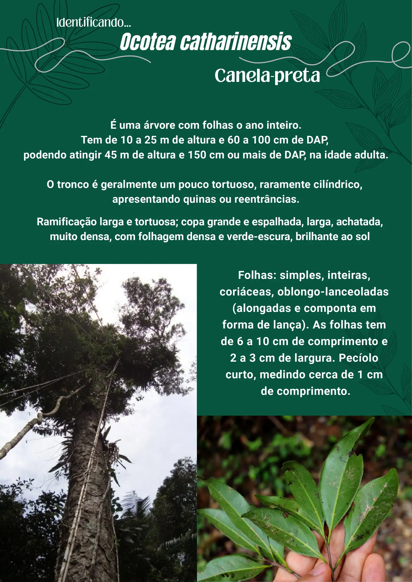 Página 1 da cartilha de identificação da canela-preta