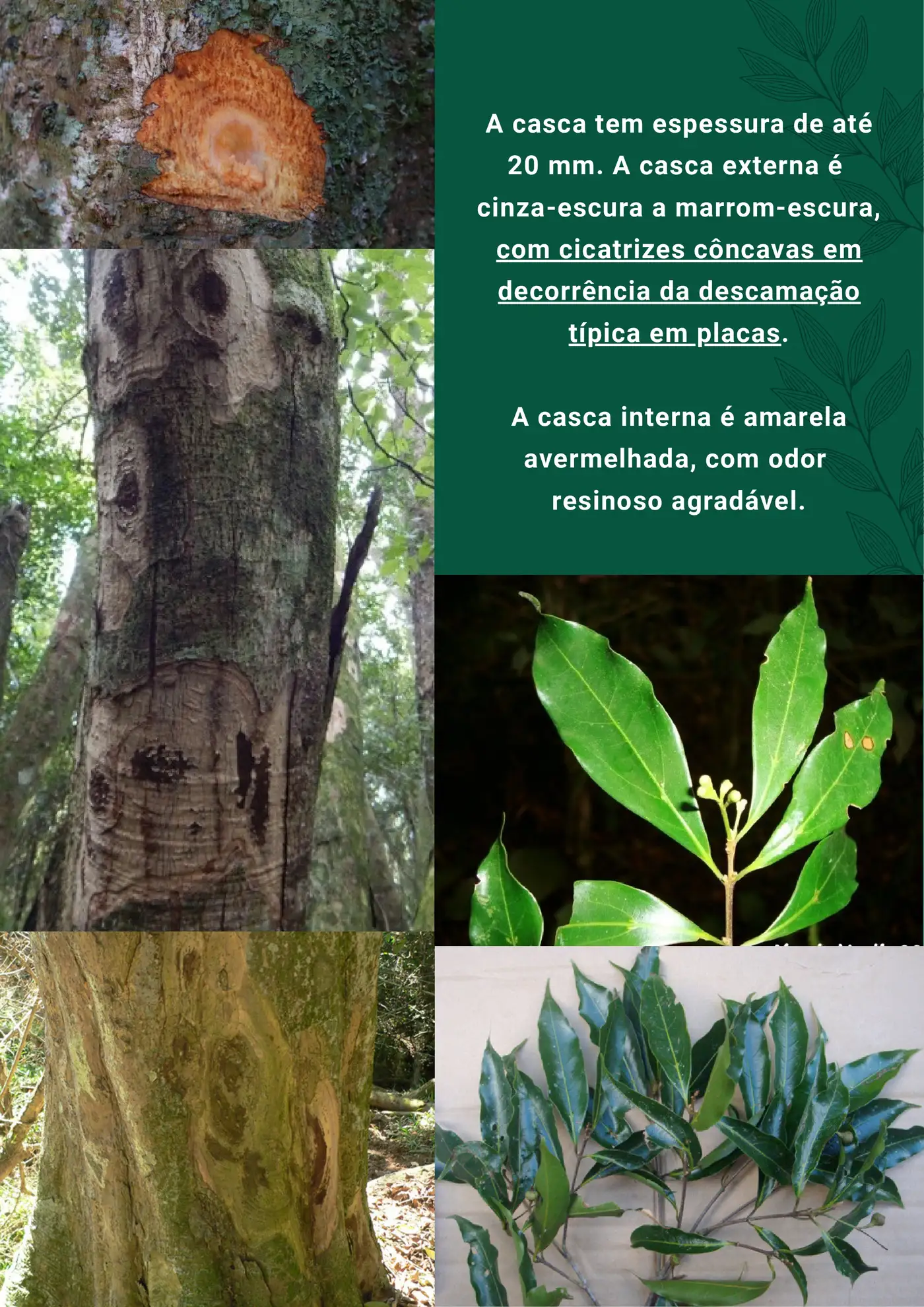 Página 2 da cartilha de identificação da canela-preta