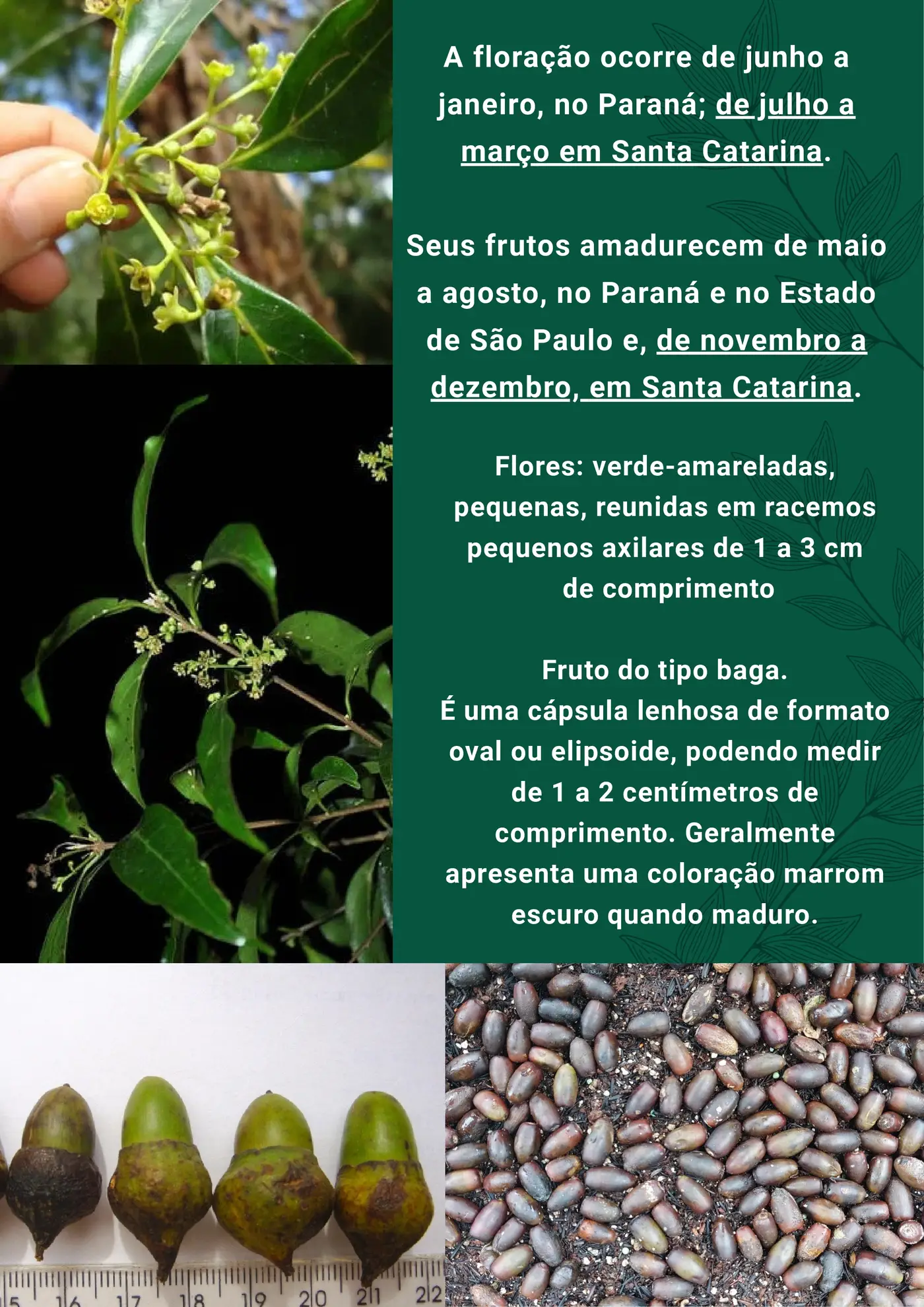 Página 3 da cartilha de identificação da canela-preta