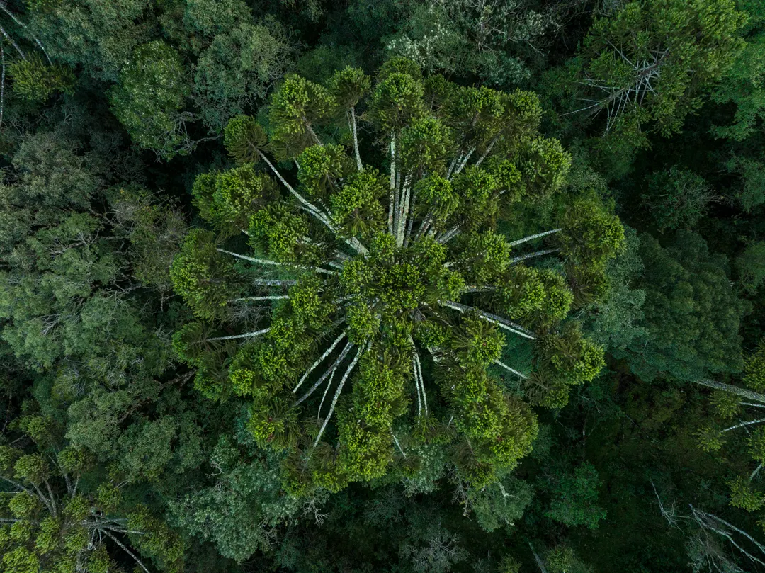 Copa de uma araucária vista de cima, em meio à mata