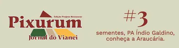 Pixurum #3 – sementes, PA Índio Galdino, conheça a araucária