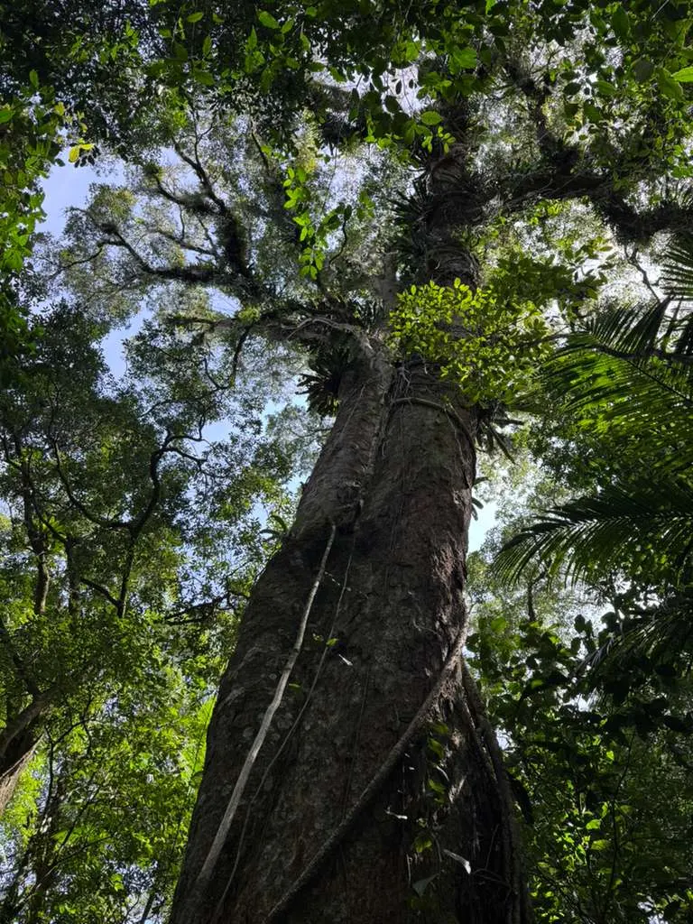 Tronco de uma árvore alta de canela-preta, visto de baixo, na mata